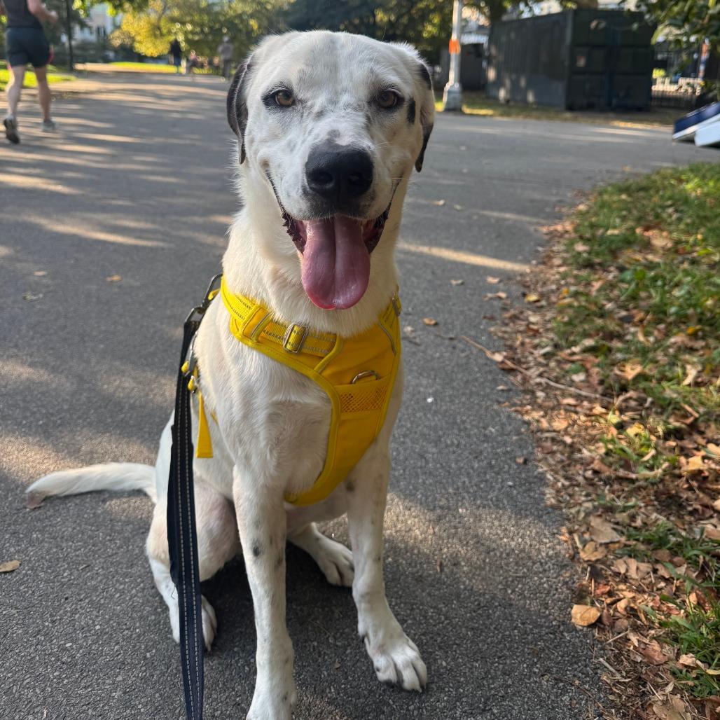Enlarge Annette, a Adopted Labrador Retriever in Brooklyn, NY image 3/4