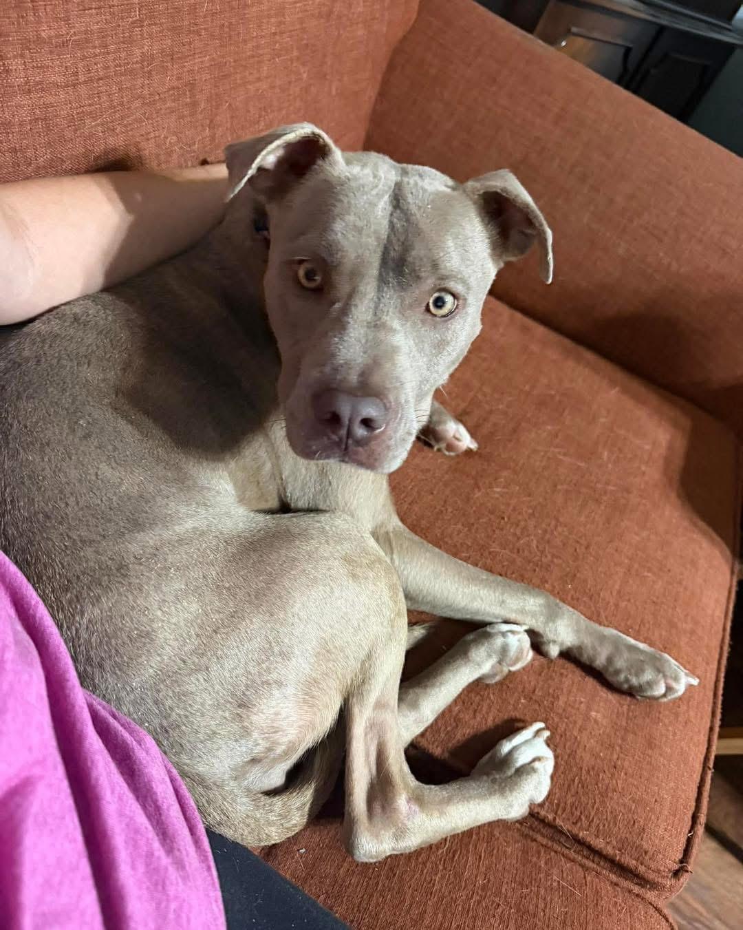 Enlarge Willow, a ADOPTABLE Mixed Breed in Randleman, NC image 5/6