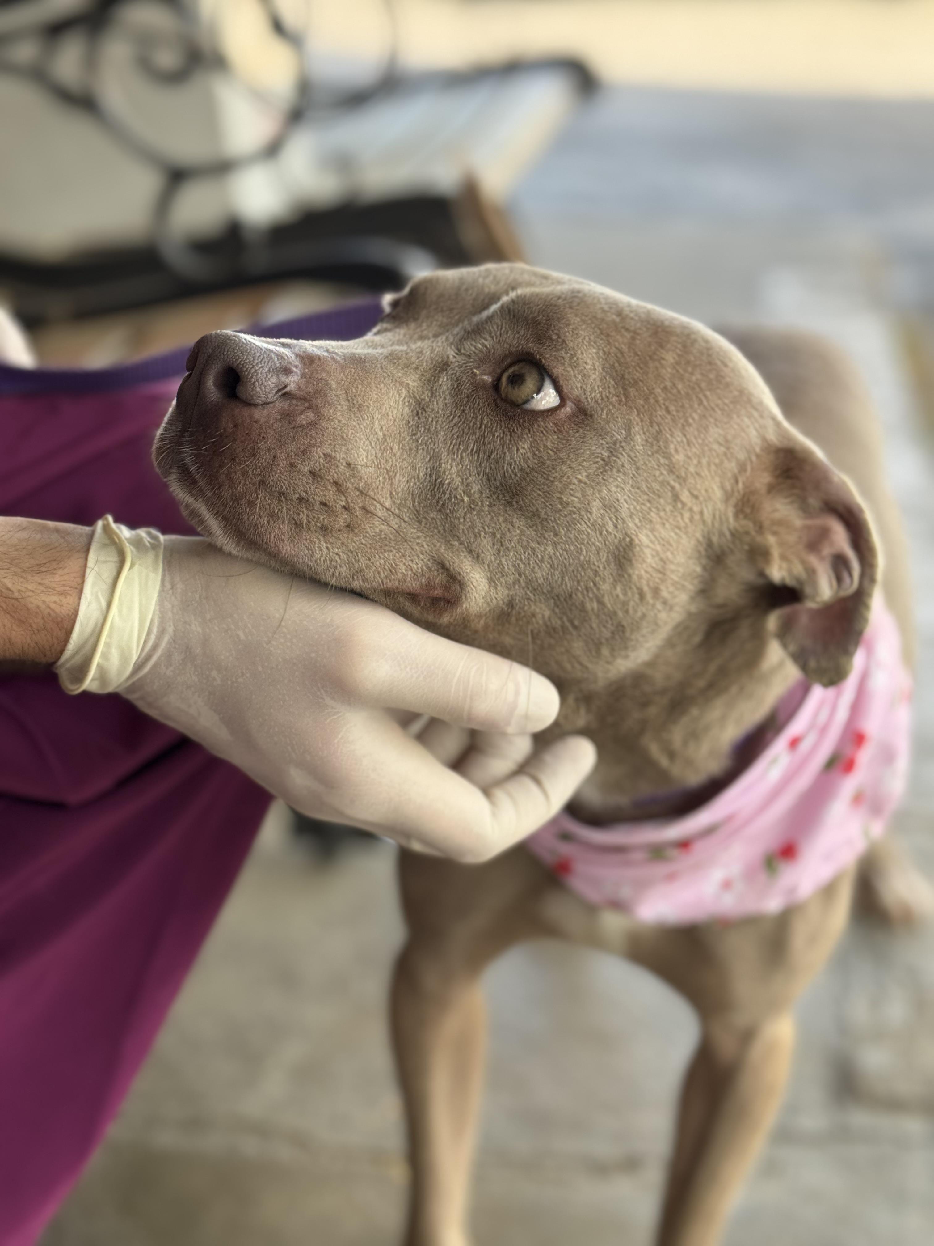 Enlarge Willow, a ADOPTABLE Mixed Breed in Randleman, NC image 2/6