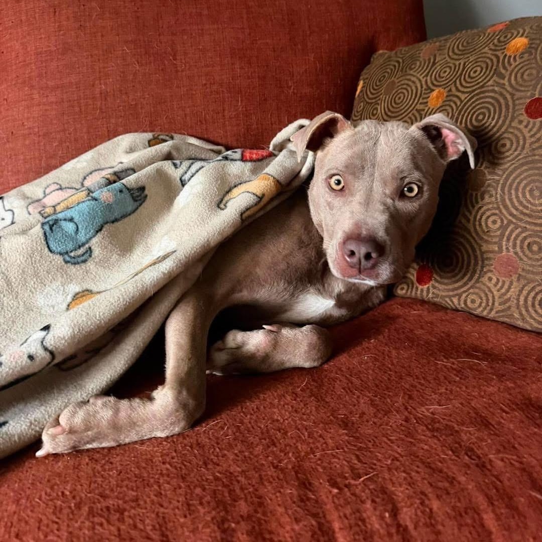 Enlarge Willow, a ADOPTABLE Mixed Breed in Randleman, NC image 6/6