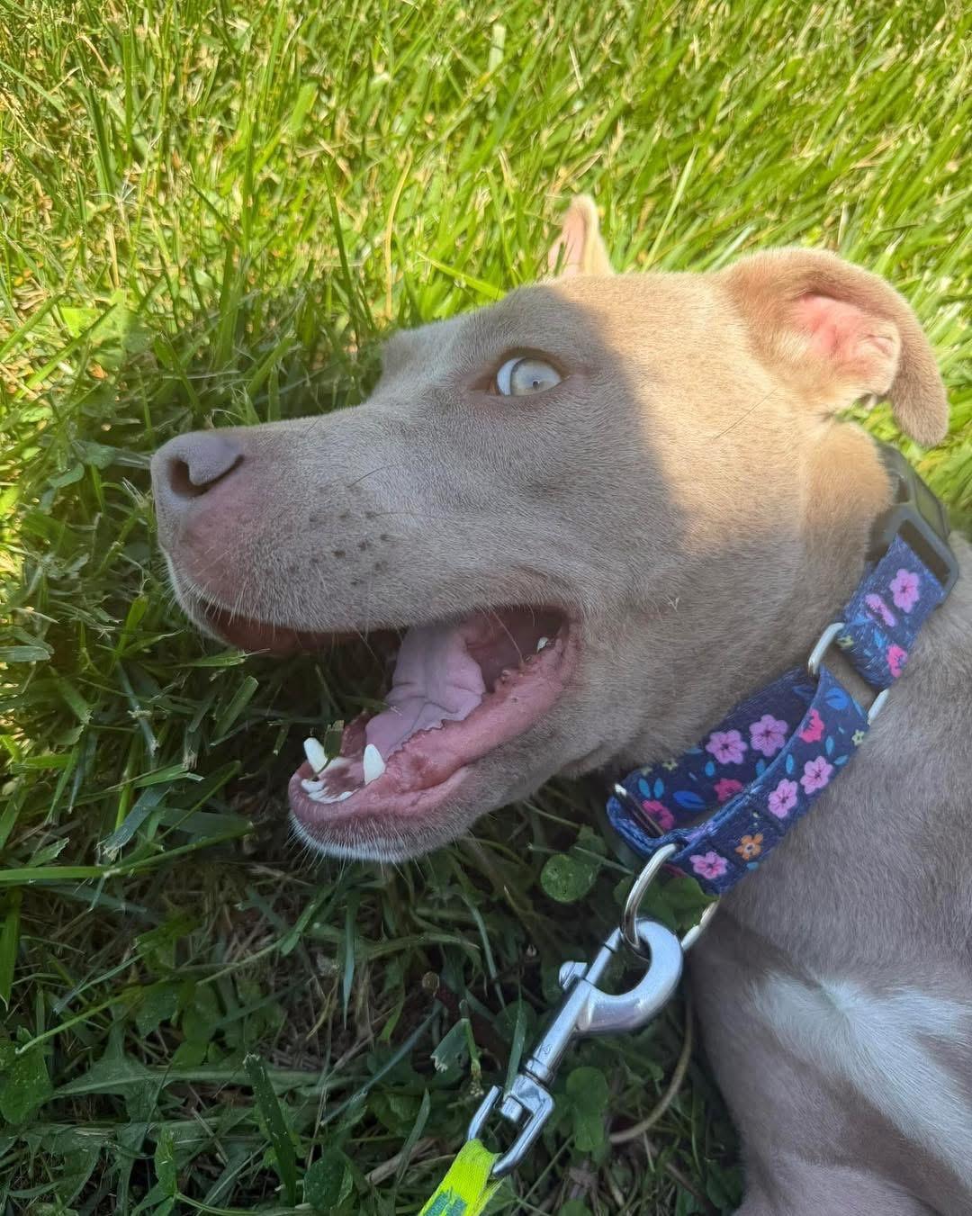 Enlarge Willow, a ADOPTABLE Mixed Breed in Randleman, NC image 4/6