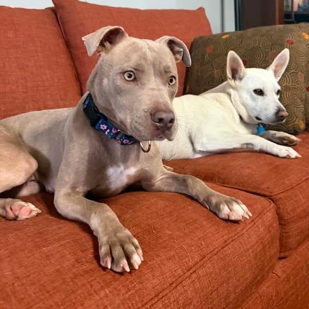 Enlarge Willow, a ADOPTABLE Mixed Breed in Randleman, NC image 3/6