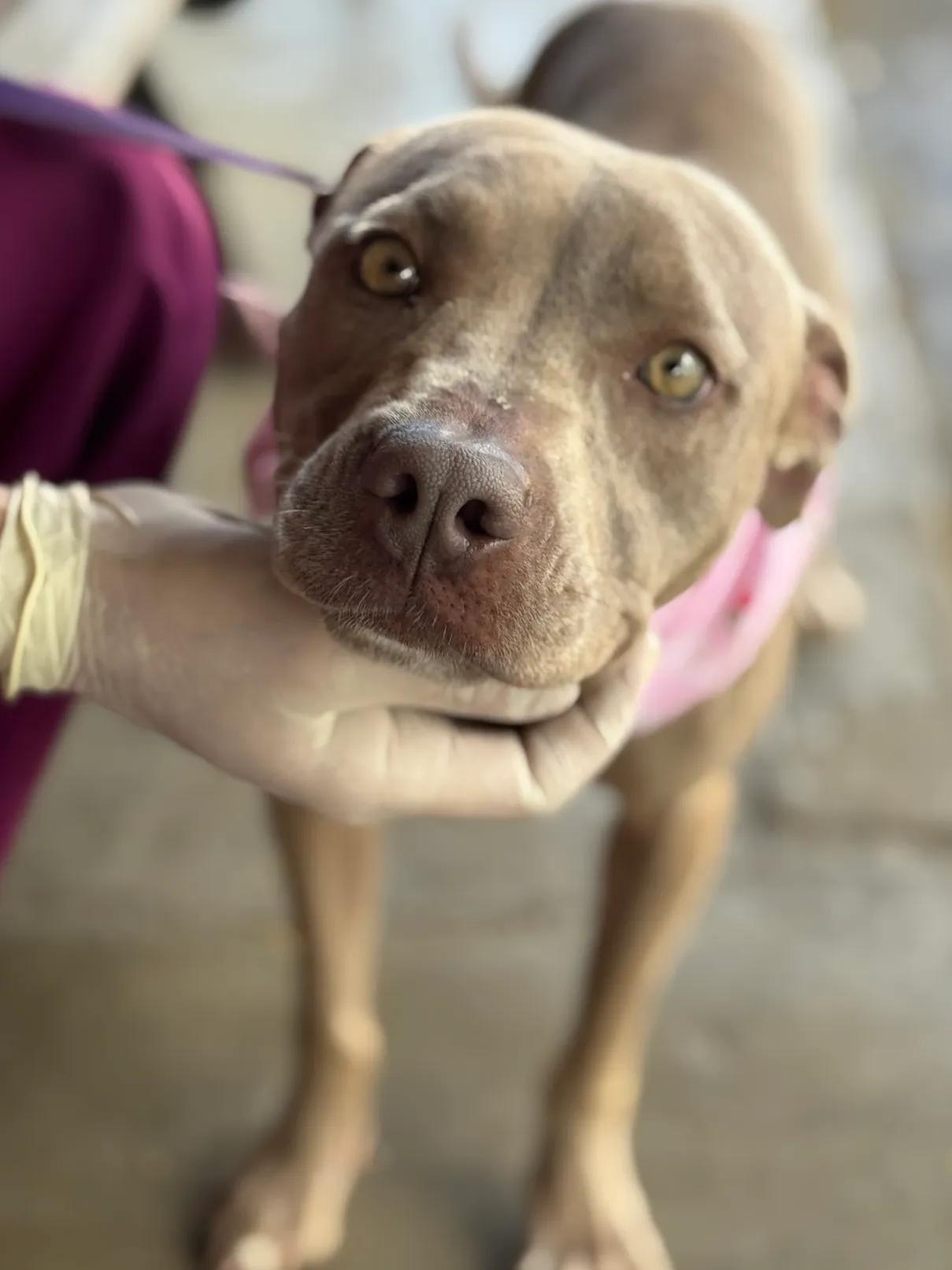 Willow, ADOPTABLE, Young Female Mixed Breed.