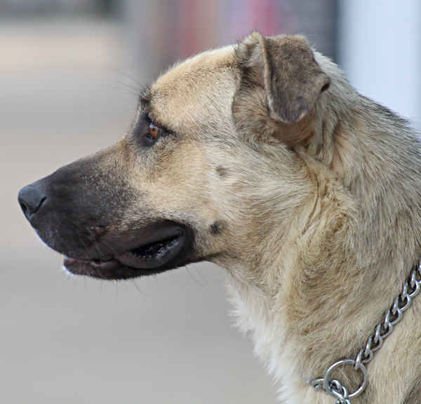 *Laurel von Laar", Adoptable, Young Female German Shepherd Dog.