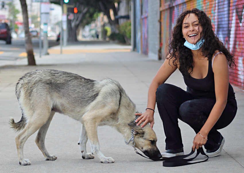 *Laurel von Laar", a Adoptable mixed breed in Los Angeles, CA image 2/12