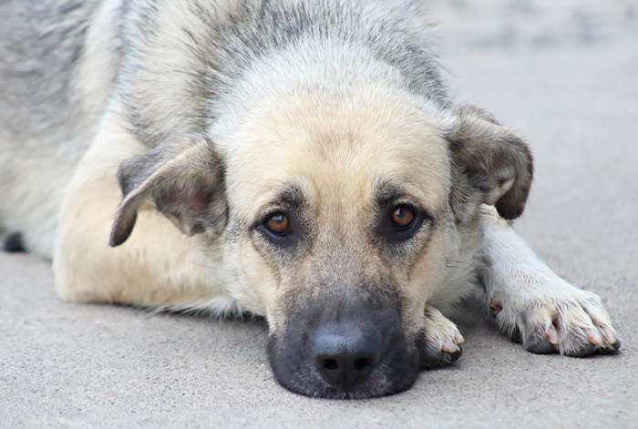 *Laurel von Laar", a Adoptable mixed breed in Los Angeles, CA image 3/12