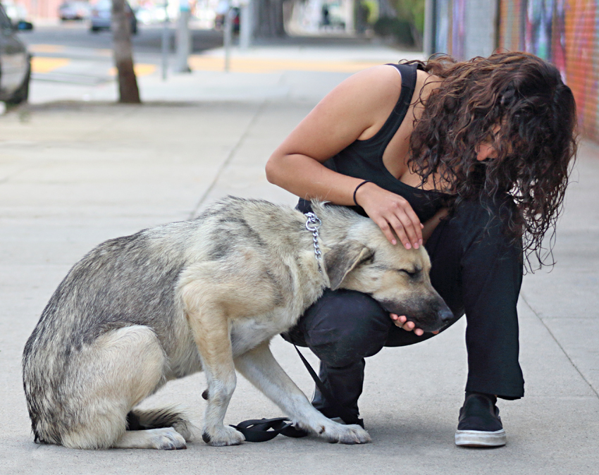 *Laurel von Laar", a Adoptable mixed breed in Los Angeles, CA image 4/12