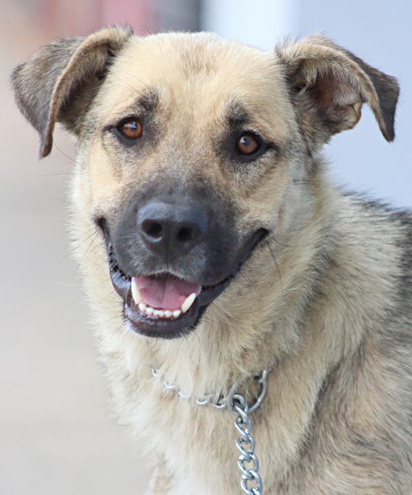 *Laurel von Laar", a Adoptable mixed breed in Los Angeles, CA image 5/12