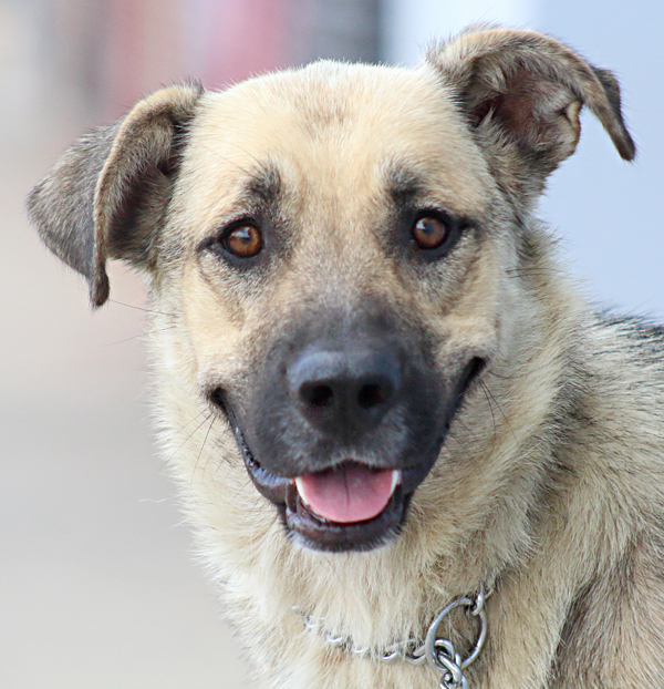 *Laurel von Laar", a Adoptable mixed breed in Los Angeles, CA image 6/12