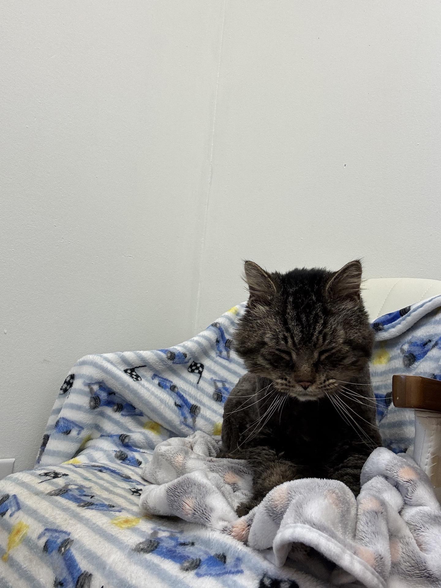 Briar, Adoptable, Adult Male Domestic Medium Hair.