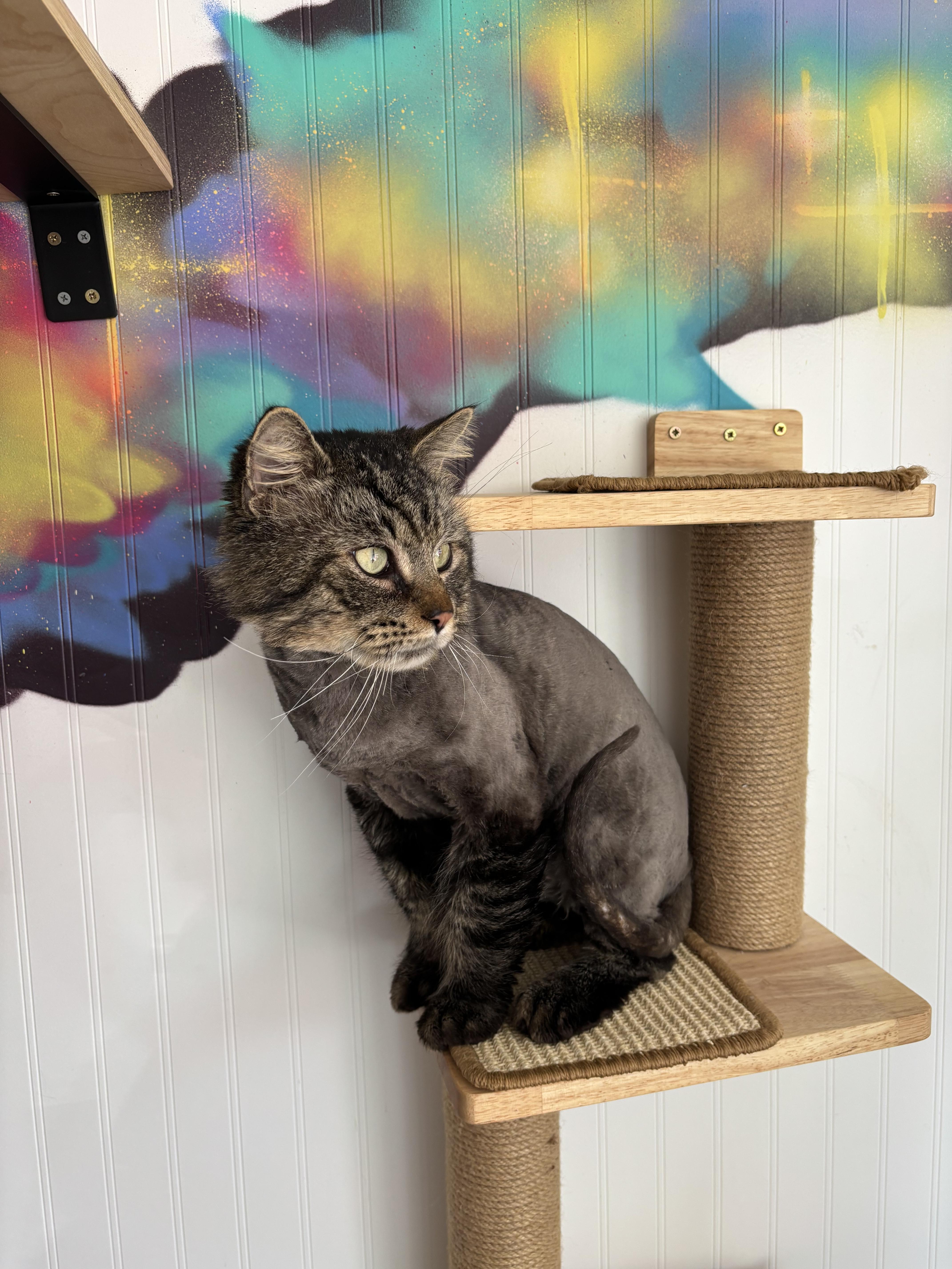 Enlarge Briar, a Adoptable mixed breed in Bethel Park, PA image 2/3