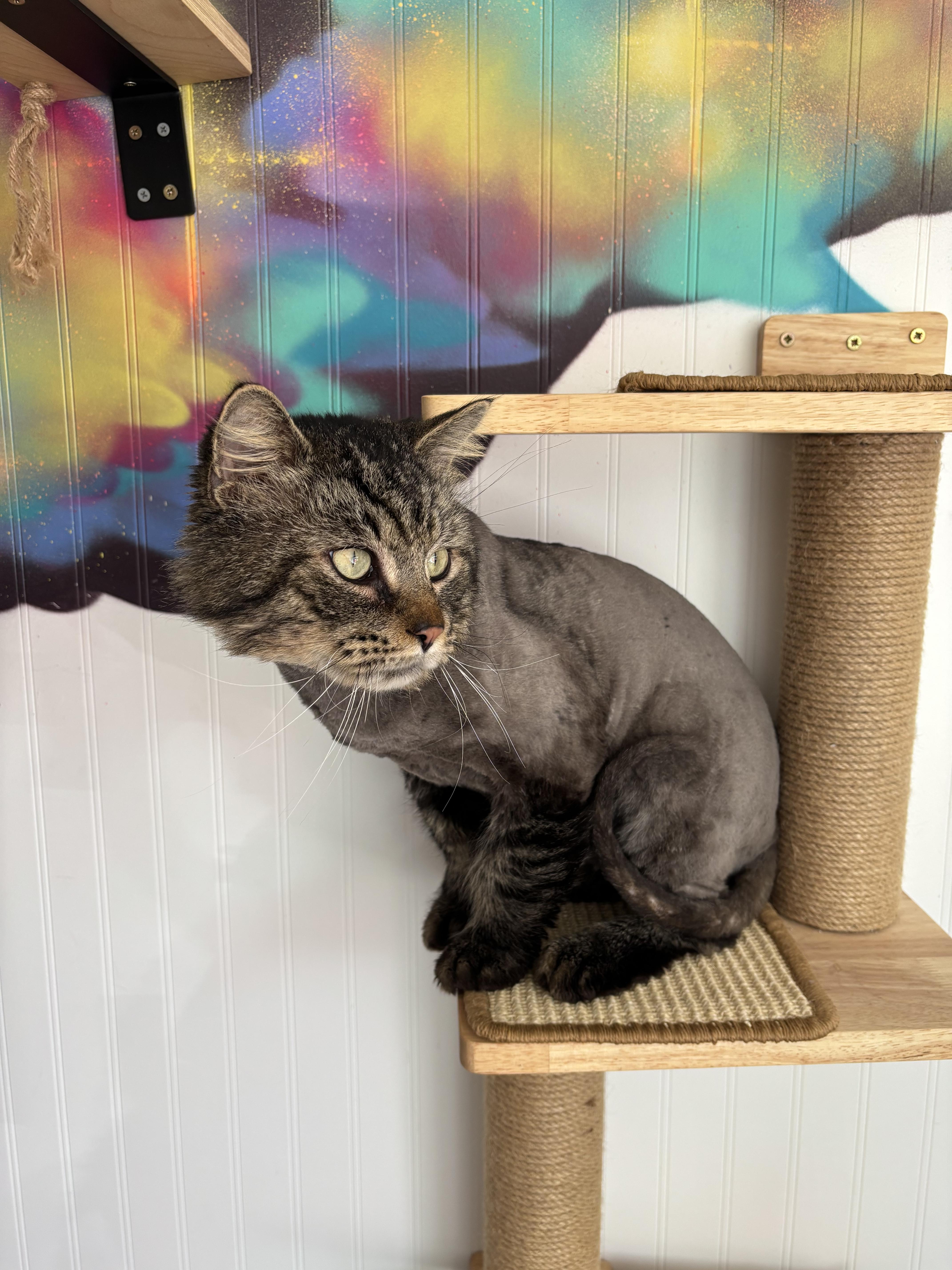 Enlarge Briar, a Adoptable mixed breed in Bethel Park, PA image 3/3