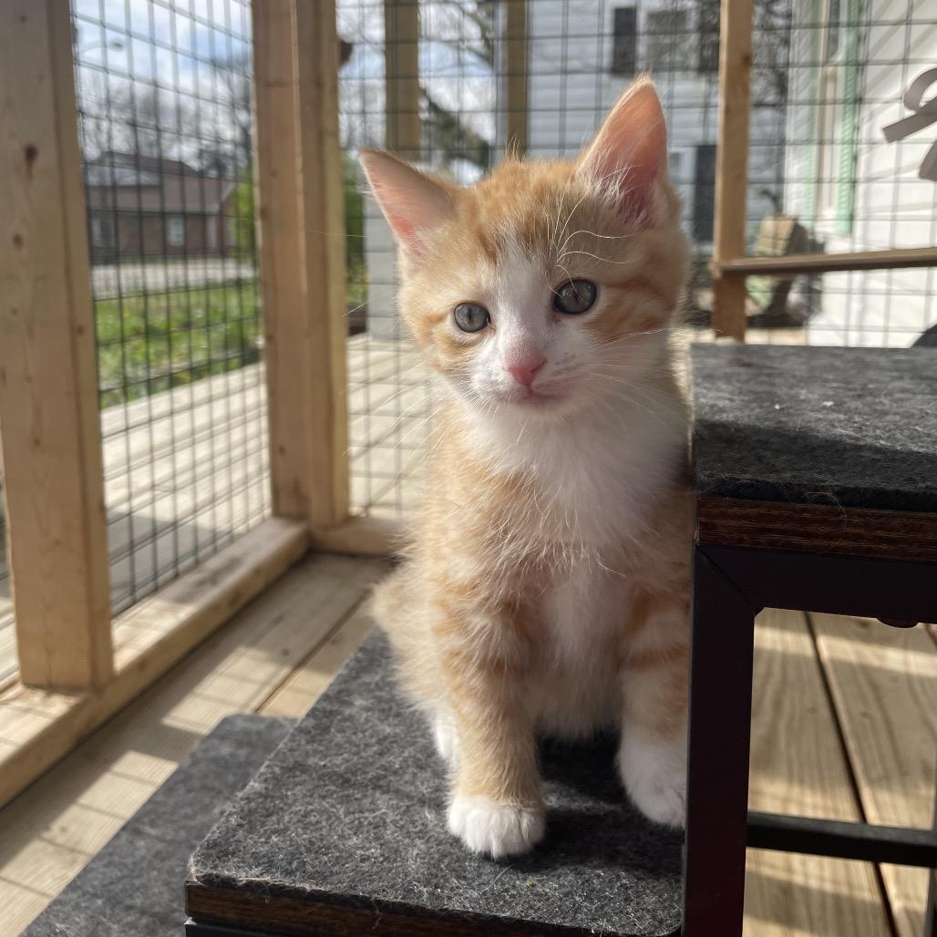 Enlarge Butterscotch, a Adoptable Domestic Short Hair in Lexington, KY image 2/5