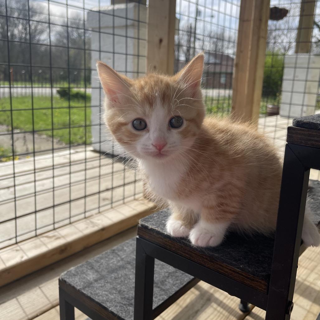 Enlarge Butterscotch, a Adoptable Domestic Short Hair in Lexington, KY image 3/5