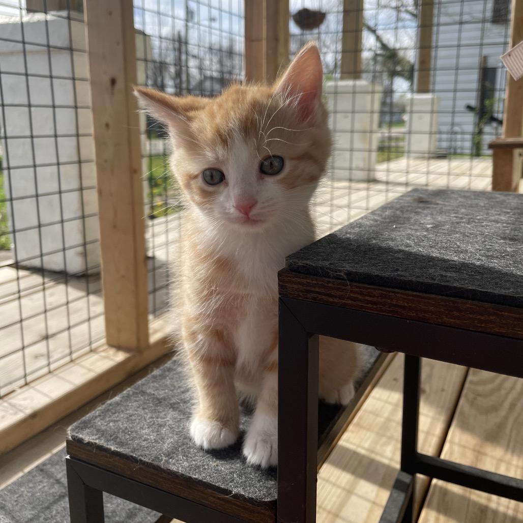 Enlarge Butterscotch, a Adoptable Domestic Short Hair in Lexington, KY image 4/5