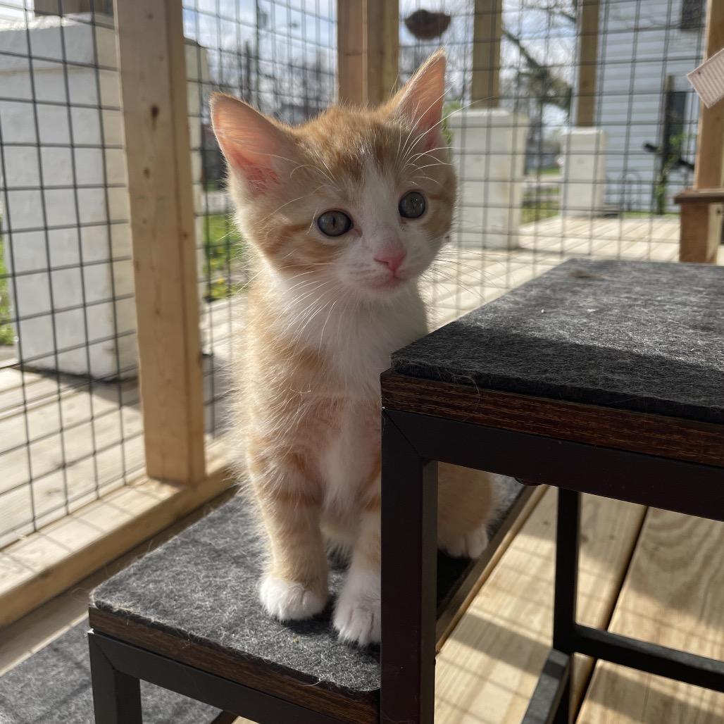 Enlarge Butterscotch, a Adoptable Domestic Short Hair in Lexington, KY image 5/5