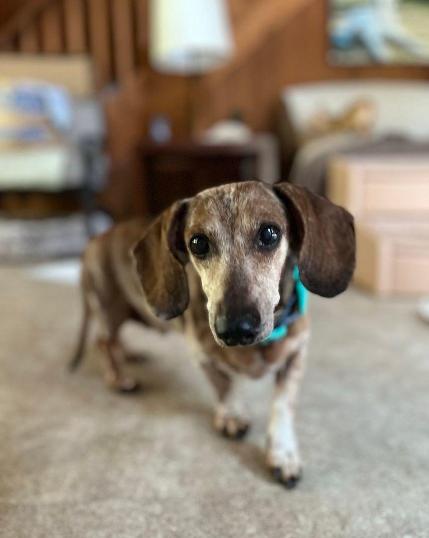 Enlarge Chili, a Adopted Dachshund in Hollywood, SC image 1/2