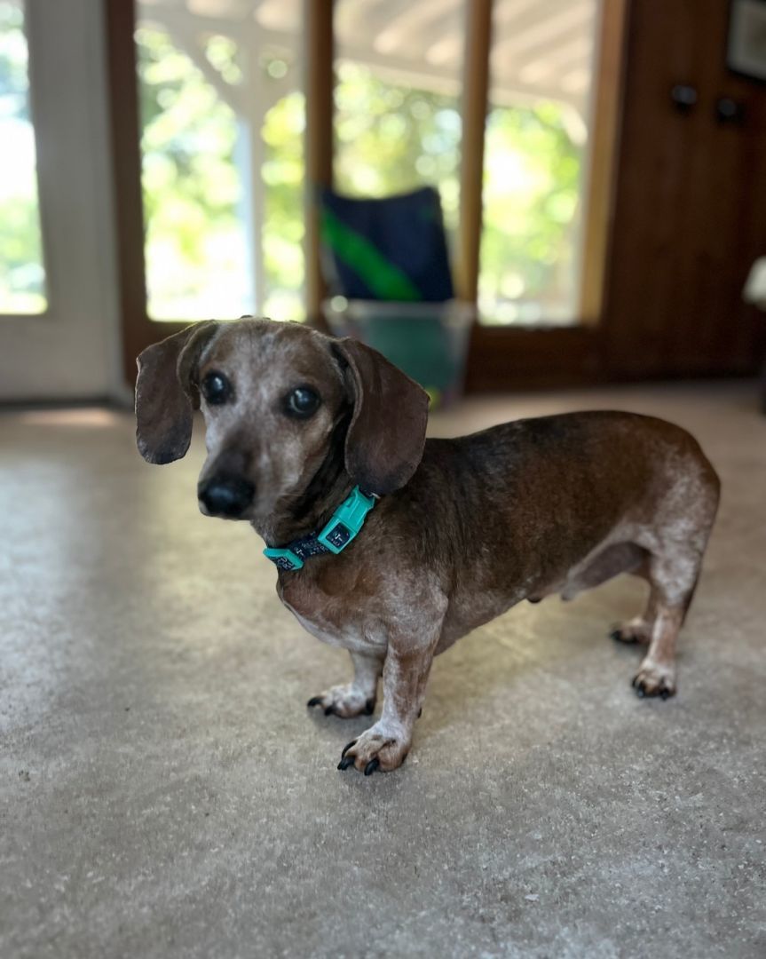 Enlarge Chili, a Adopted Dachshund in Hollywood, SC image 2/2