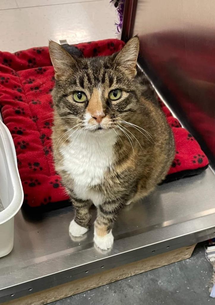 Enlarge Sunni, a Adoptable mixed breed in St. Louis, MO image 2/6