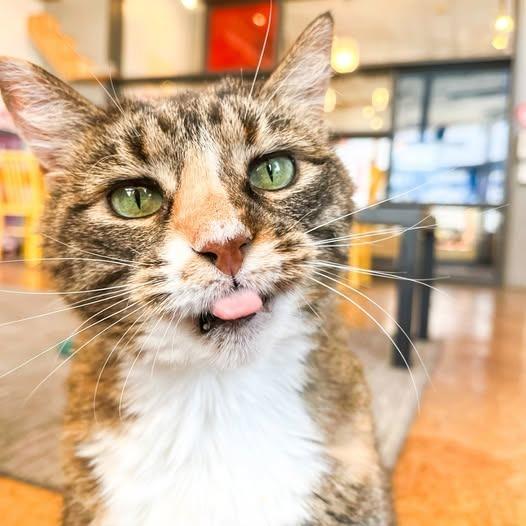 Sunni, Adoptable, Senior Female Domestic Short Hair.