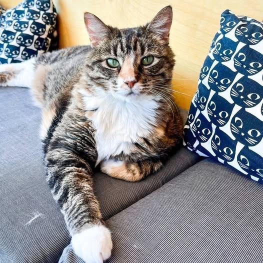 Sunni — thumbnail 2