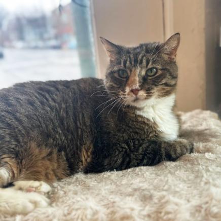 Enlarge Sunni, a Adoptable mixed breed in St. Louis, MO image 3/6