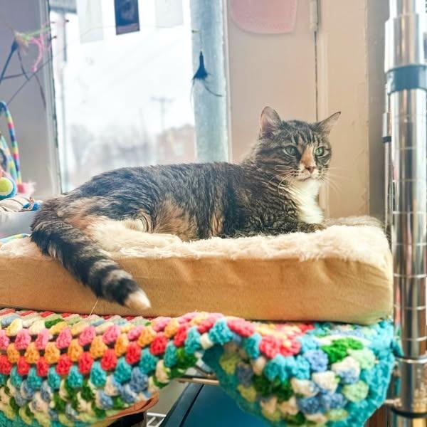 Enlarge Sunni, a Adoptable mixed breed in St. Louis, MO image 4/6