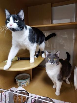 Stella Desire, Adoptable, Adult Female Domestic Short Hair & Domestic Short Hair.
