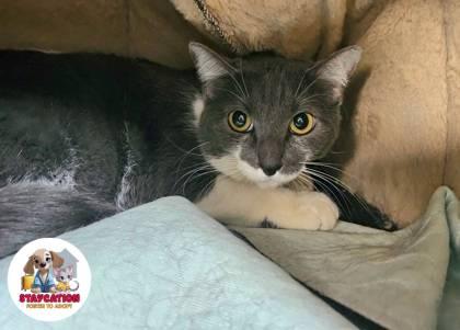 Stella Desire, a Adoptable mixed breed in Phoenix, AZ image 2/3