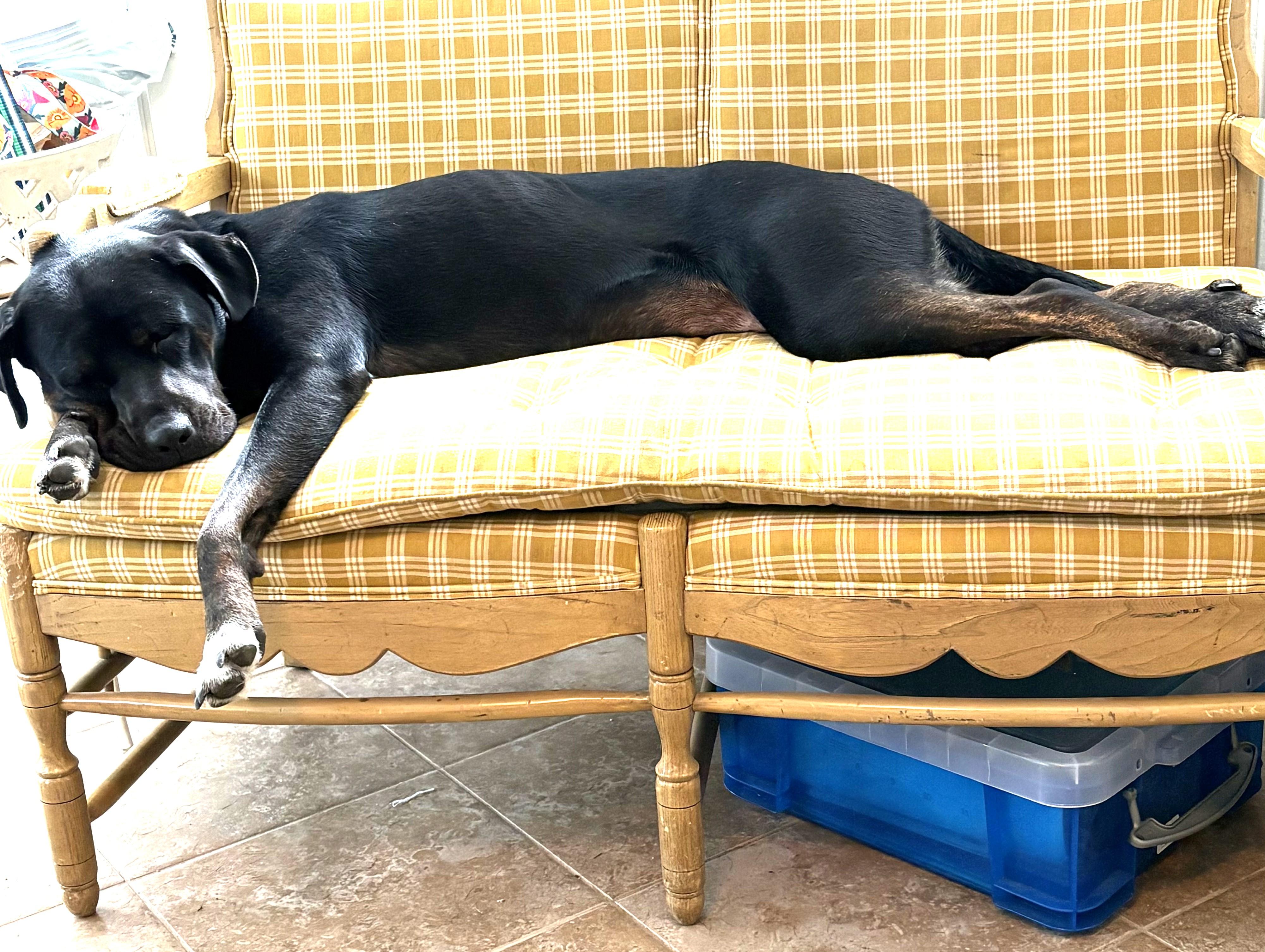 Enlarge Irene, a gorgeous Lab mix with touch of Rottie loves lounging on the couch, a ADOPTABLE mixed breed in Charlottesville, VA image 3/5