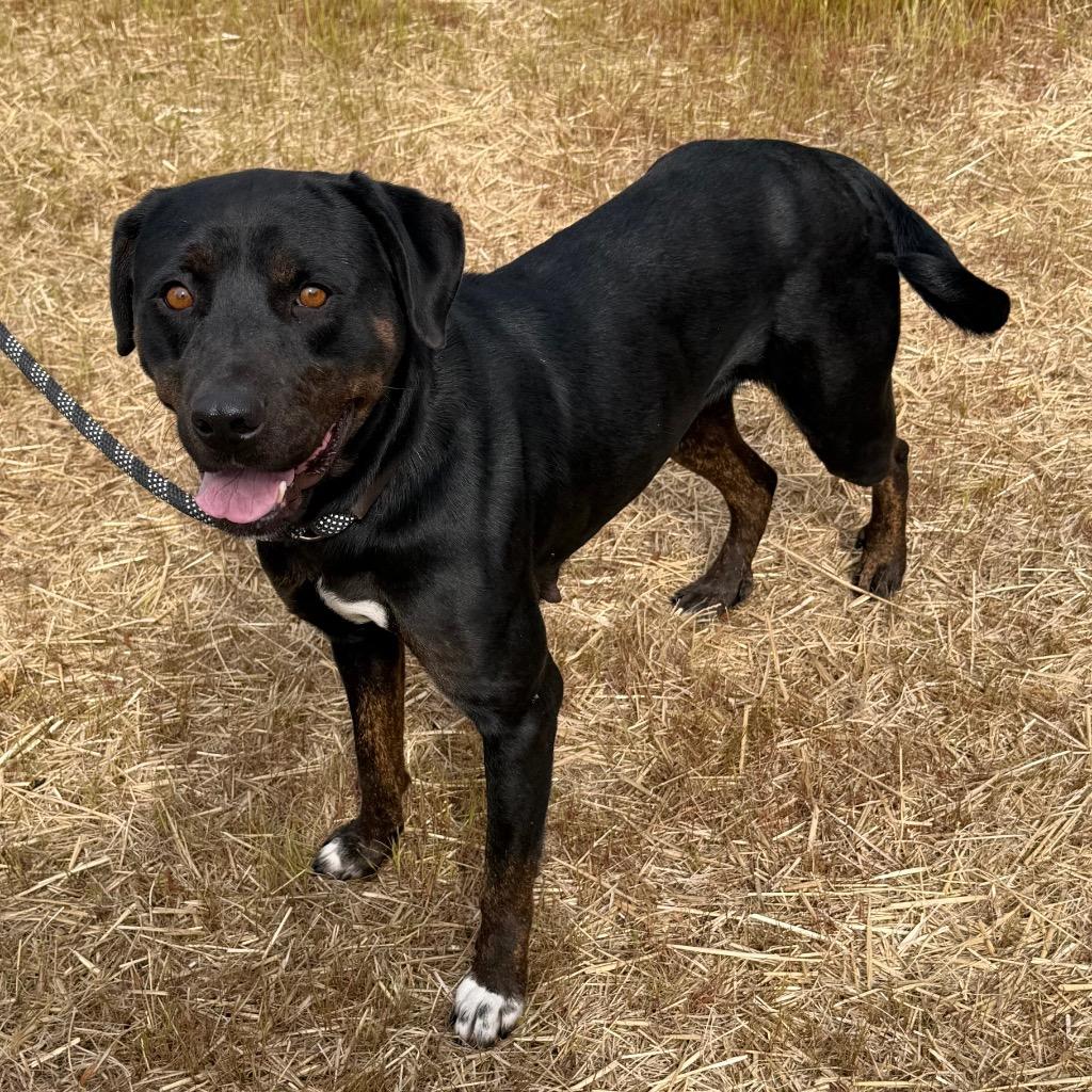 Enlarge Irene, a gorgeous Lab mix with touch of Rottie loves lounging on the couch, a ADOPTABLE mixed breed in Charlottesville, VA image 2/5