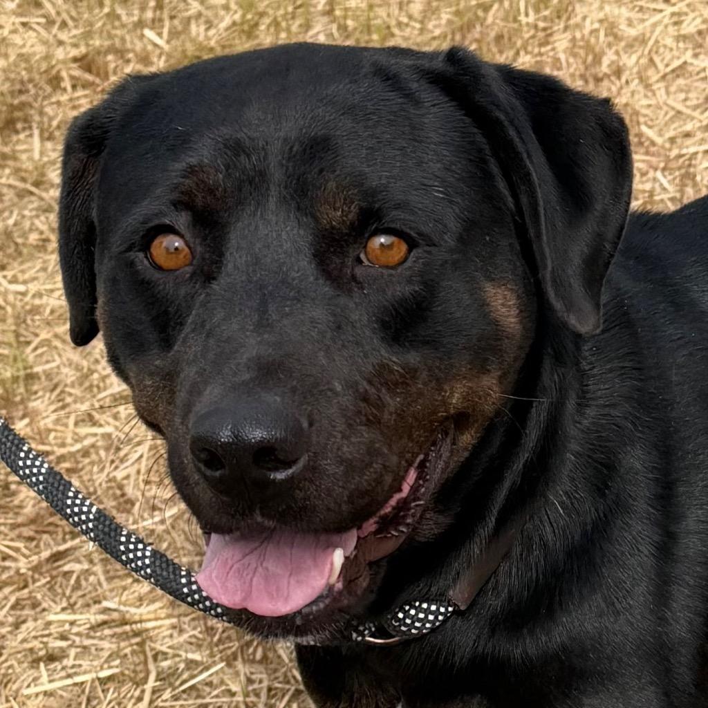 Irene, a gorgeous Lab mix with touch of Rottie loves lounging on the couch, ADOPTABLE, Young Female Black Labrador Retriever & Rottweiler.
