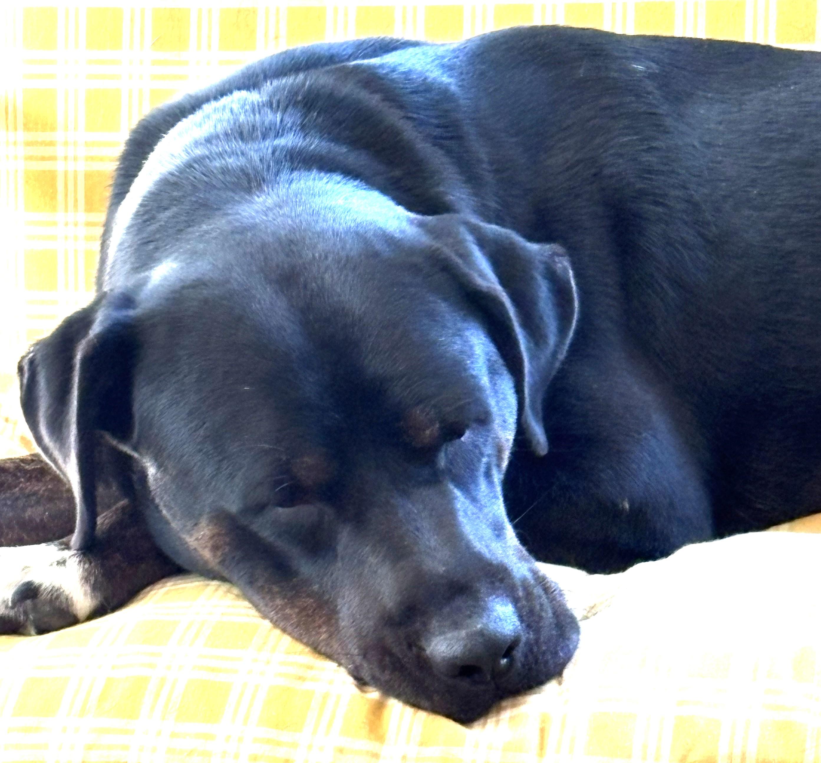 Enlarge Irene, a gorgeous Lab mix with touch of Rottie loves lounging on the couch, a ADOPTABLE mixed breed in Charlottesville, VA image 5/5