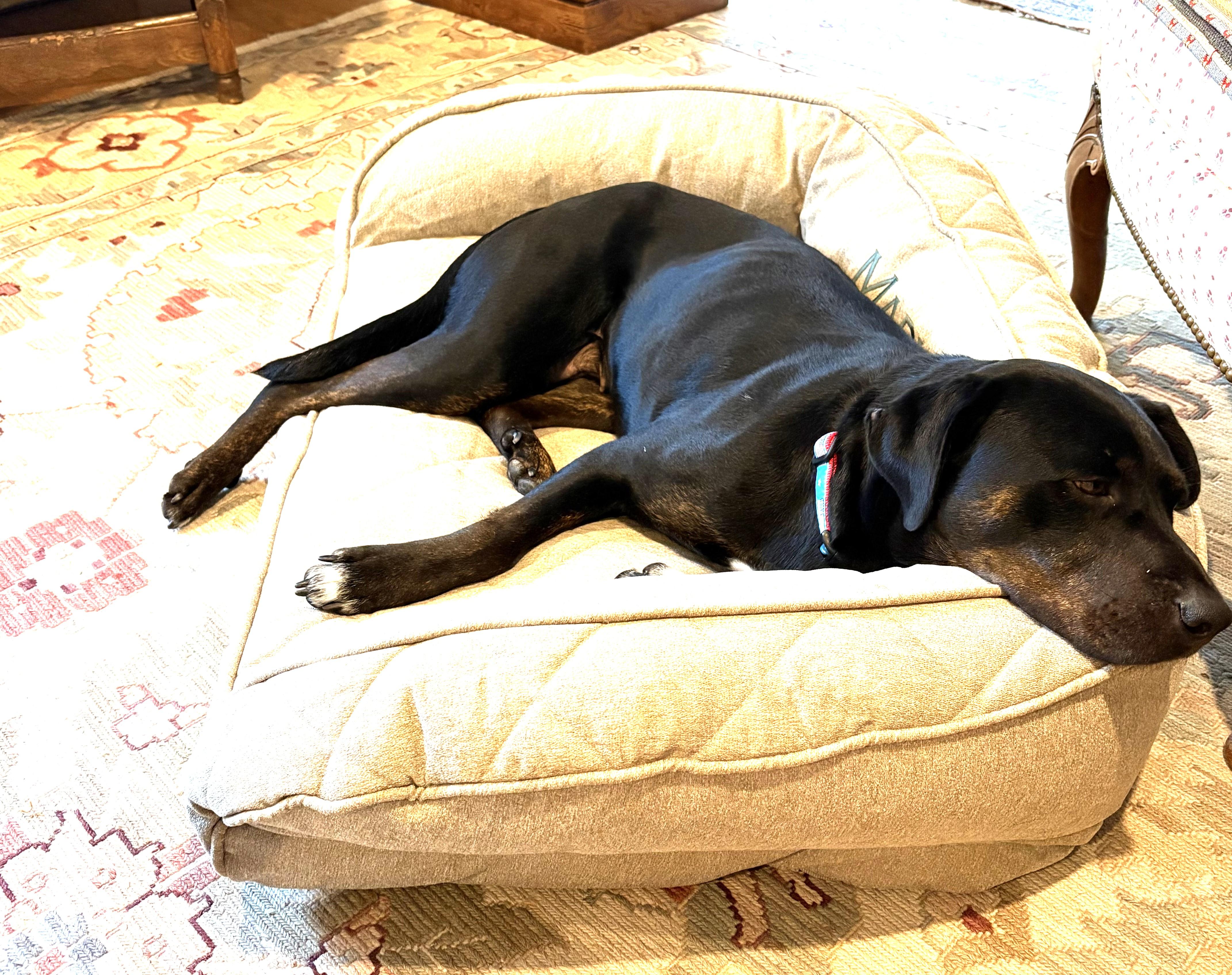 Enlarge Irene, a gorgeous Lab mix with touch of Rottie loves lounging on the couch, a ADOPTABLE mixed breed in Charlottesville, VA image 4/5