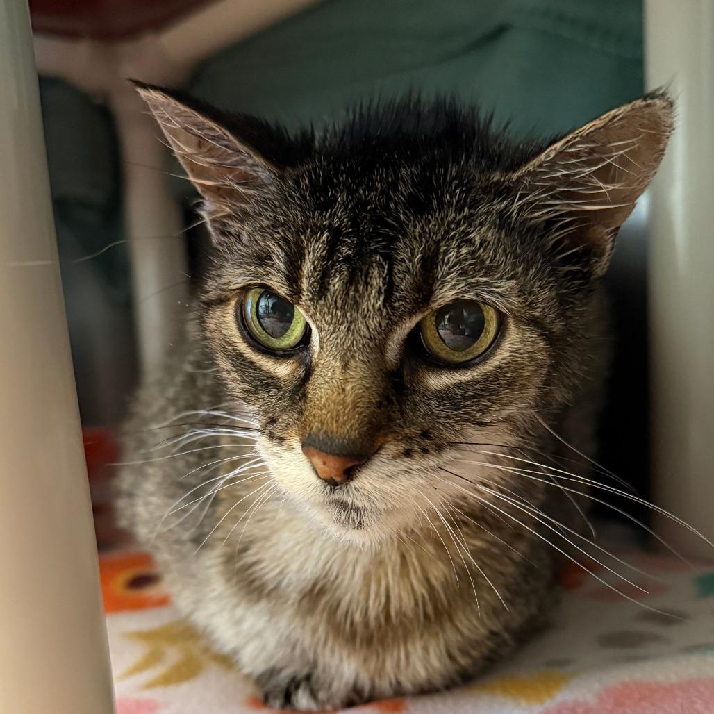 Lil Cat, Adoptable, Senior Female Domestic Short Hair.