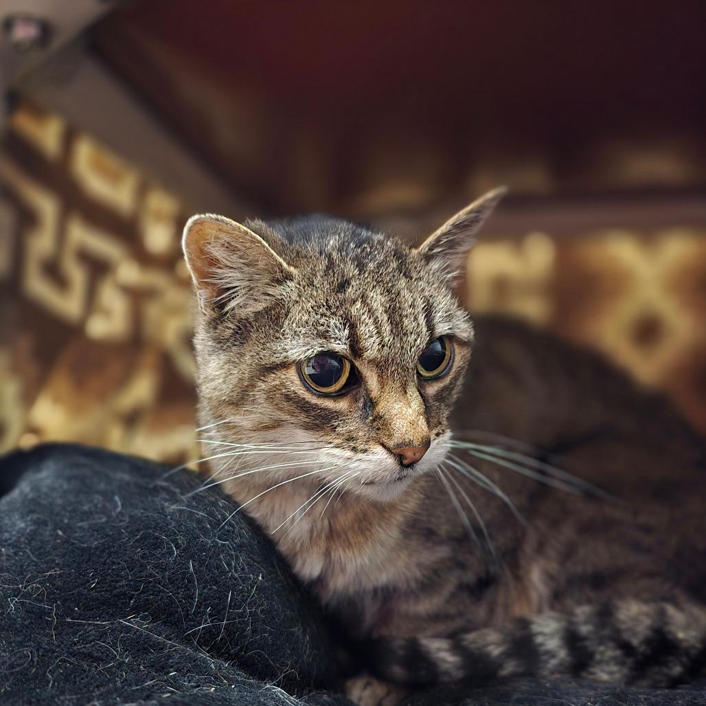 Enlarge Lil Cat, a Adoptable Domestic Short Hair in Fort Bragg, CA image 2/6