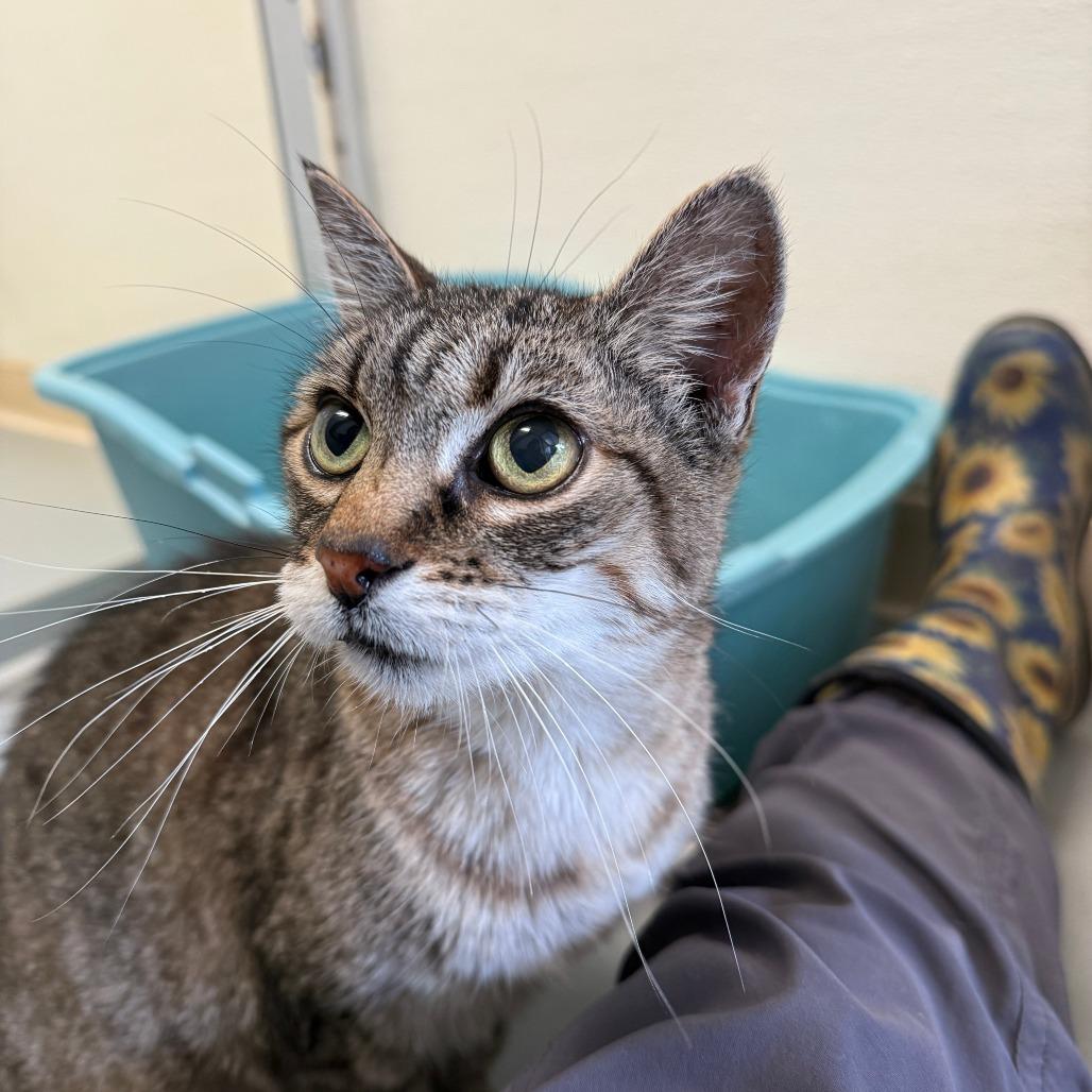 Enlarge Lil Cat, a Adoptable Domestic Short Hair in Fort Bragg, CA image 4/6