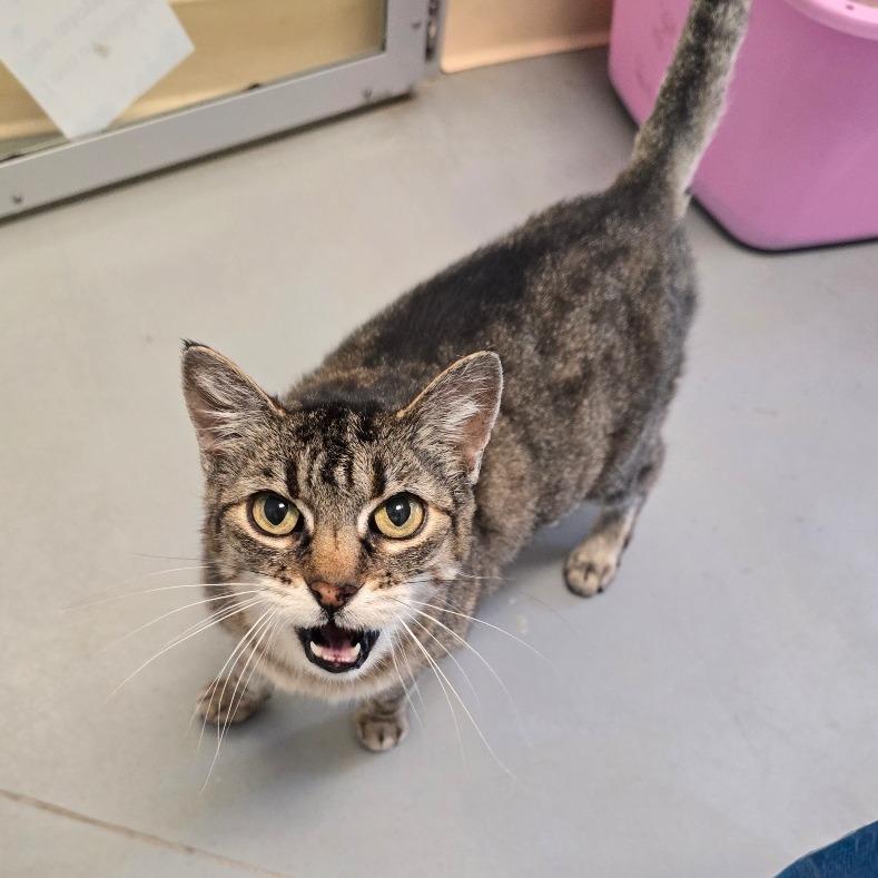 Enlarge Lil Cat, a Adoptable Domestic Short Hair in Fort Bragg, CA image 5/6