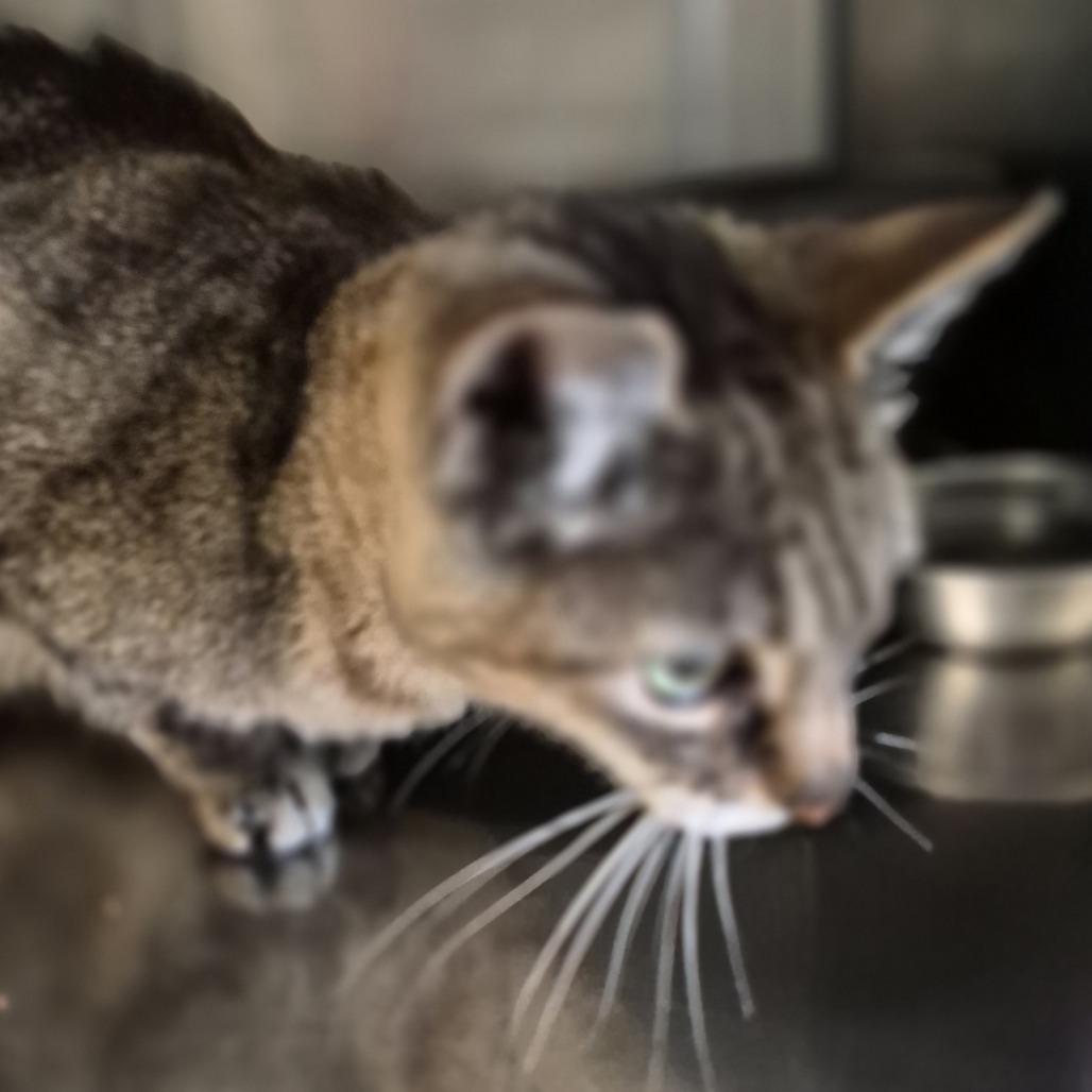 Enlarge Lil Cat, a Adoptable Domestic Short Hair in Fort Bragg, CA image 6/6