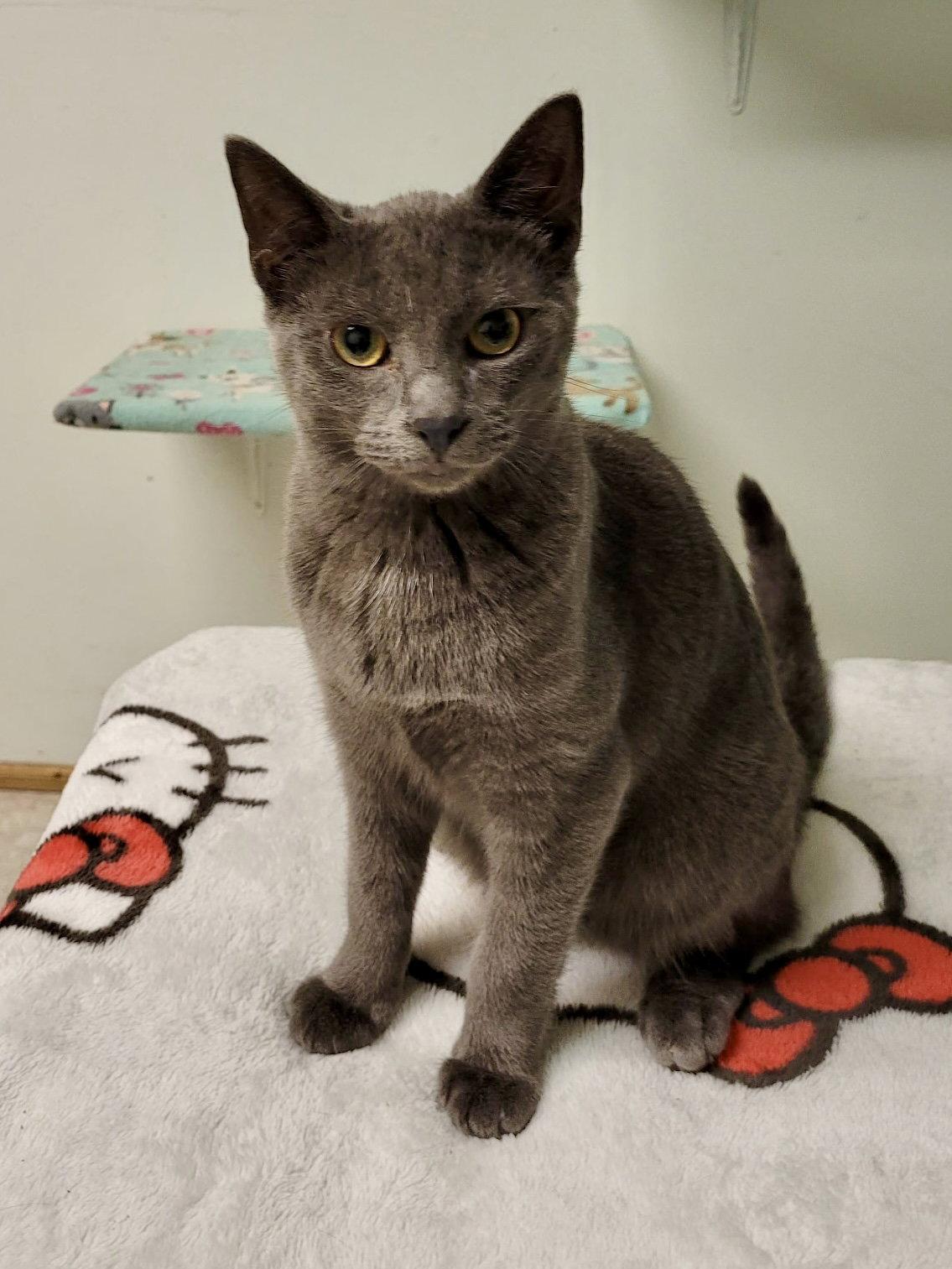 CAT - Edison, Adoptable, Kitten Male Domestic Short Hair.