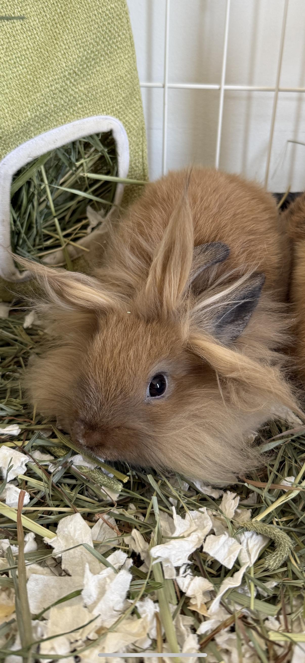 Enlarge Nala, a Adoptable Lionhead in Los Angeles, CA image 6/6
