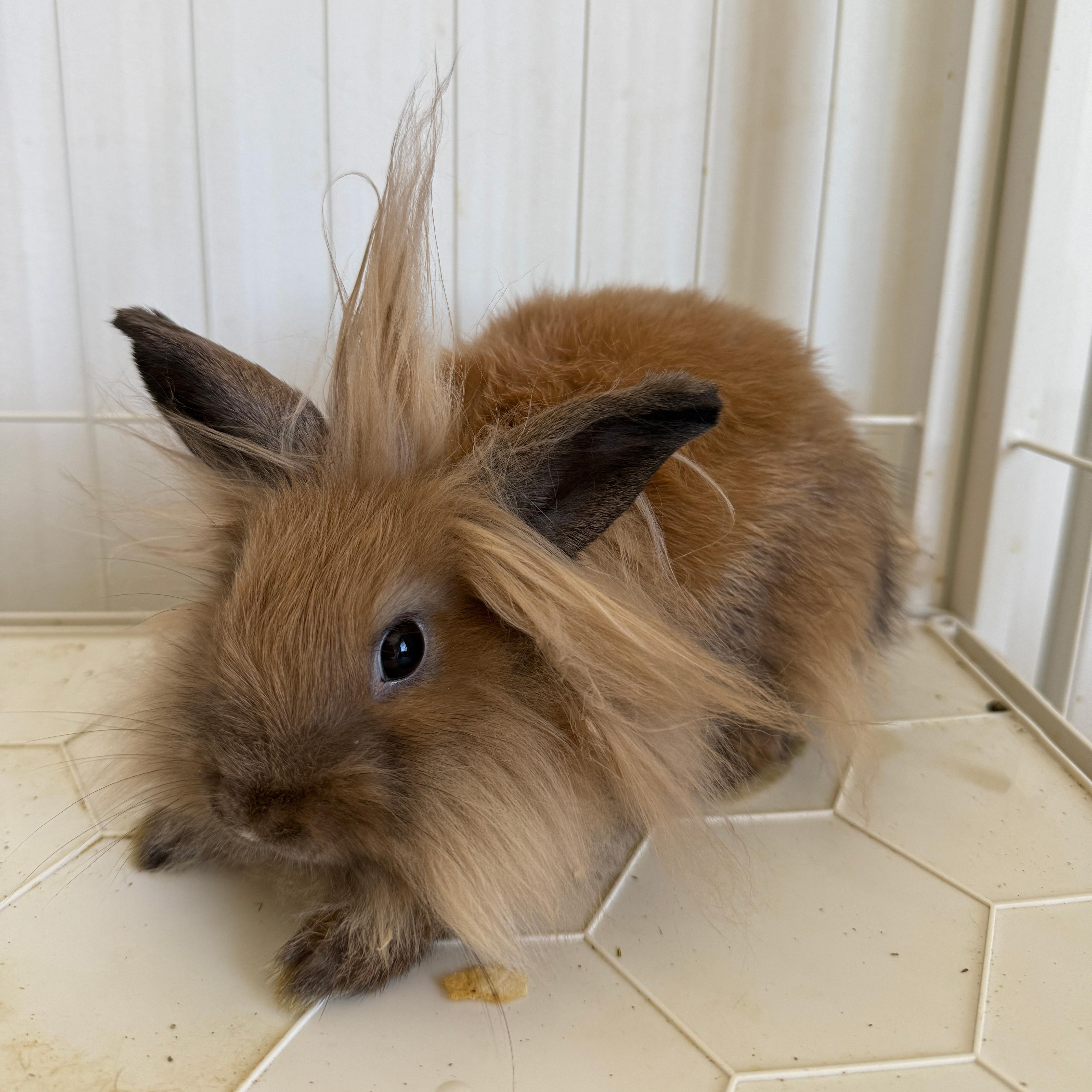 Enlarge Nala, a Adoptable Lionhead in Los Angeles, CA image 1/6
