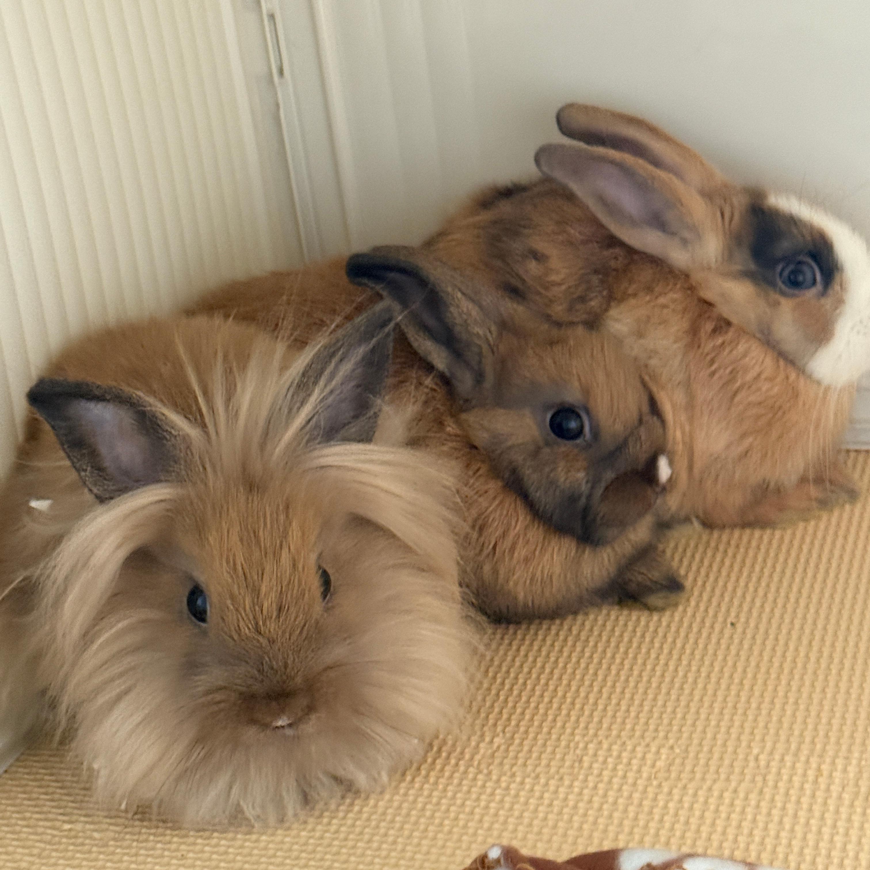 Enlarge Nala, a Adoptable Lionhead in Los Angeles, CA image 3/6