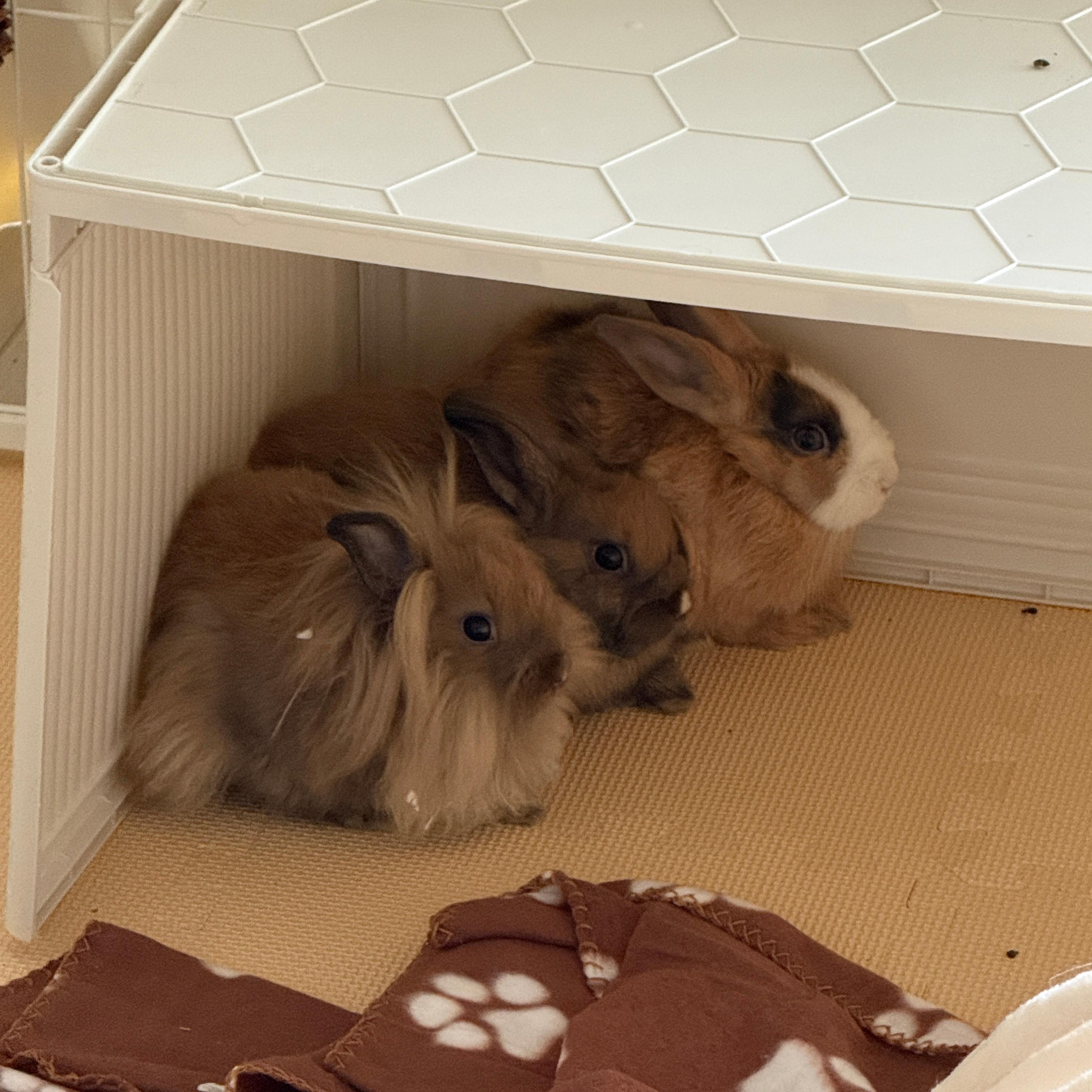 Enlarge Nala, a Adoptable Lionhead in Los Angeles, CA image 4/6