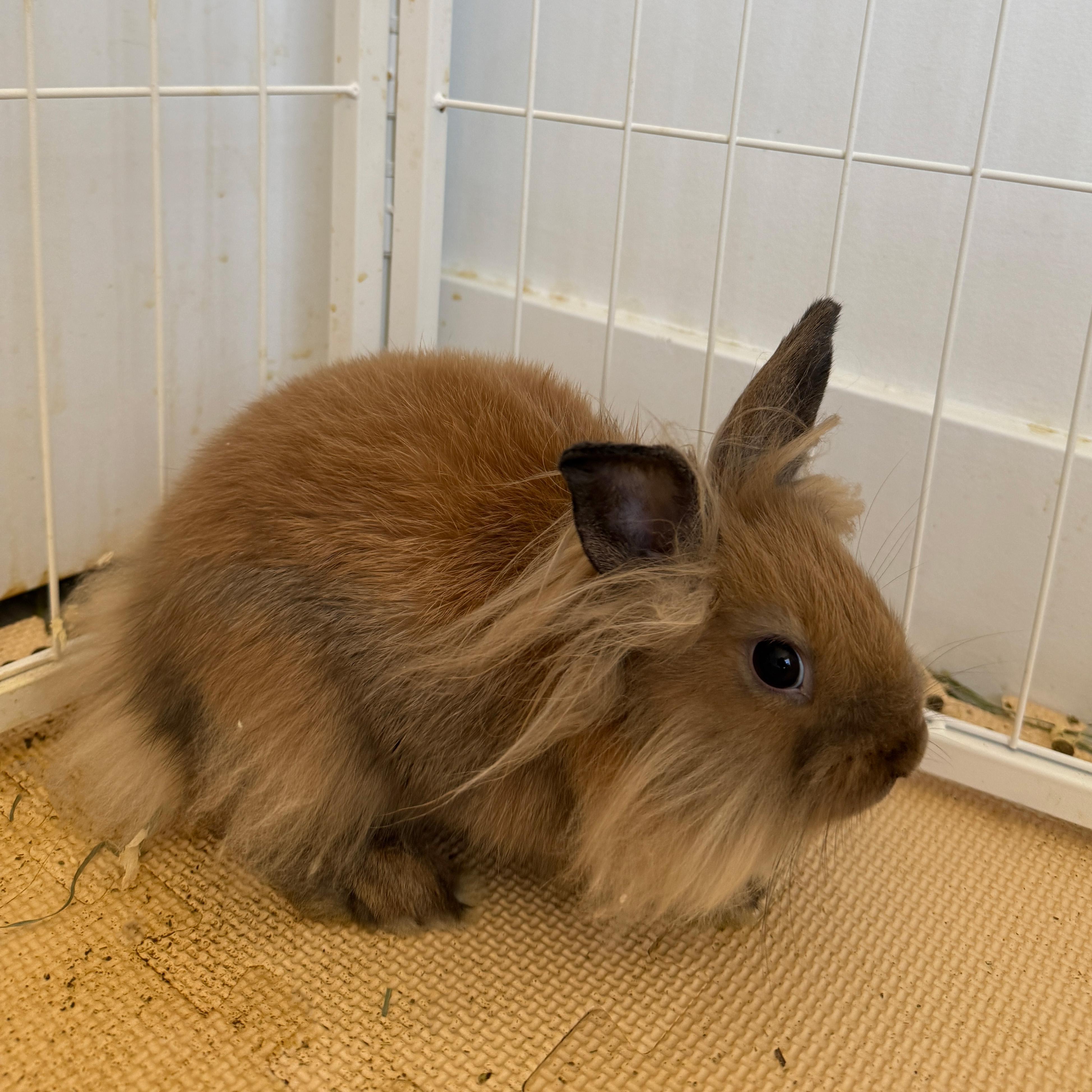 Enlarge Nala, a Adoptable Lionhead in Los Angeles, CA image 5/6