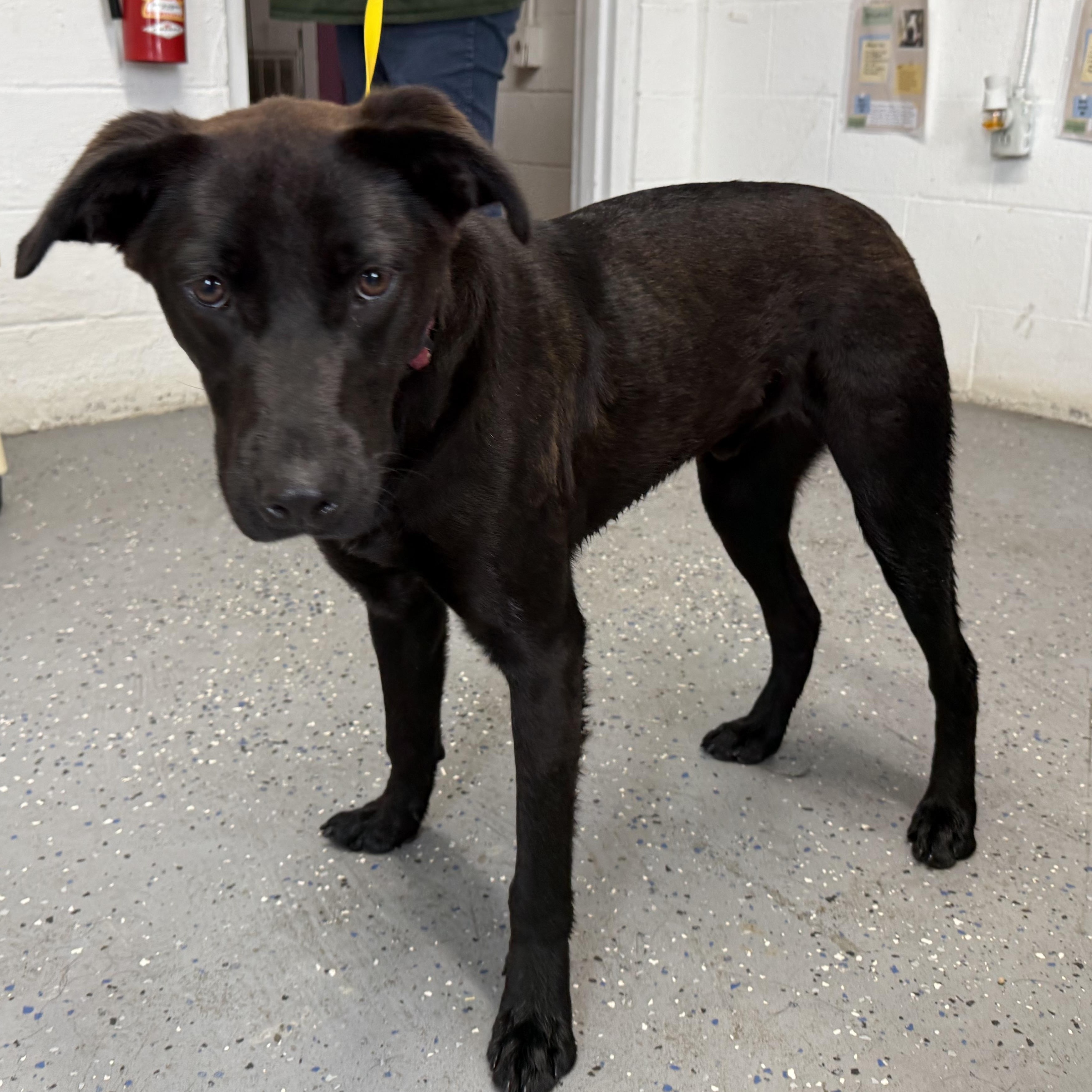 Enlarge Flint, a ADOPTABLE Black Labrador Retriever in Lewisburg, TN image 2/3