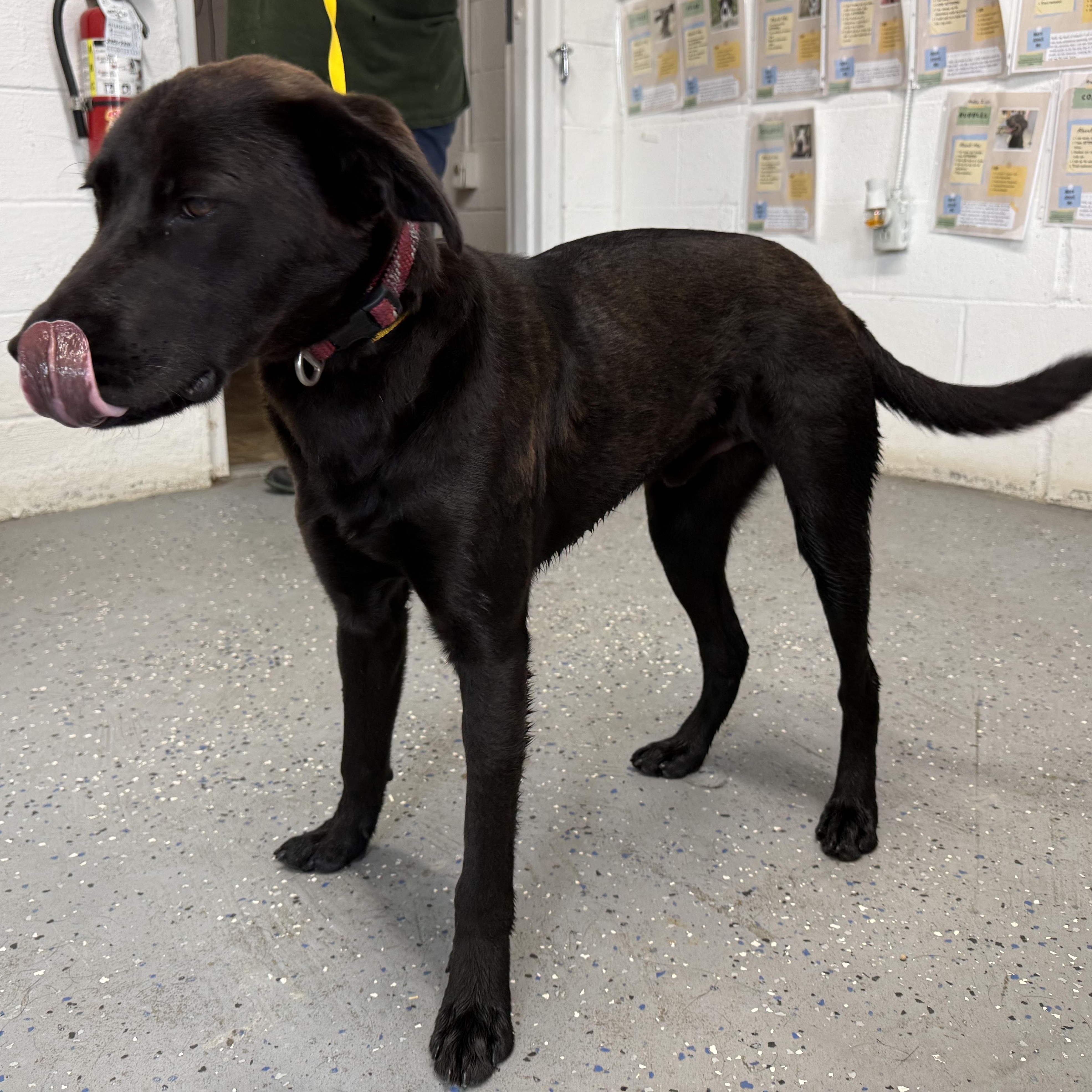 Enlarge Flint, a ADOPTABLE Black Labrador Retriever in Lewisburg, TN image 3/3