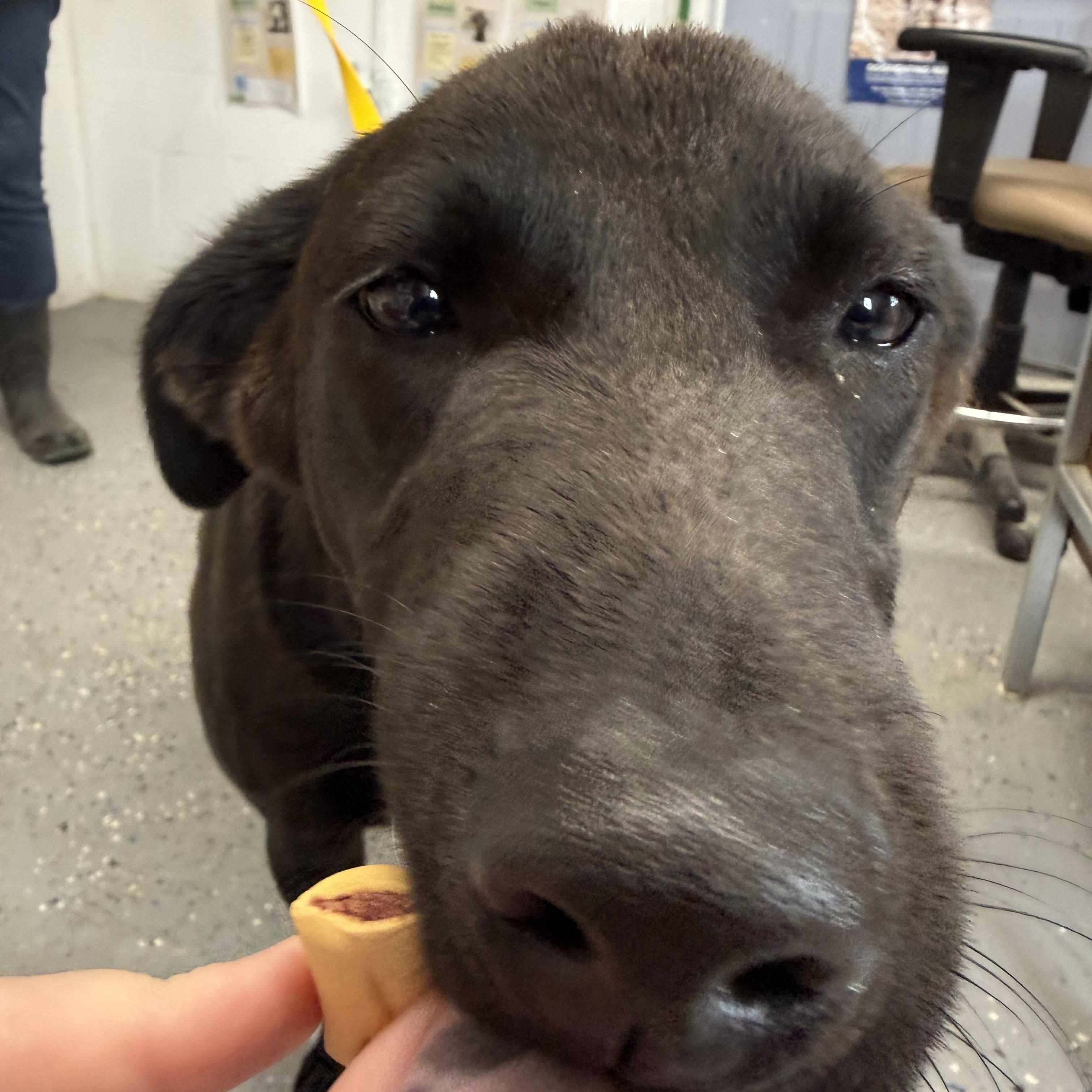 Flint, ADOPTABLE, Young Male Black Labrador Retriever.