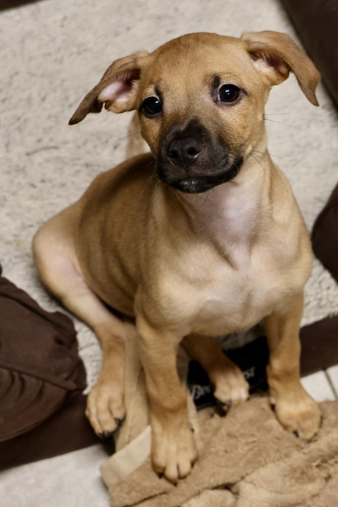 Enlarge Tacoma, a Adoptable mixed breed in TUCSON, AZ image 1/3