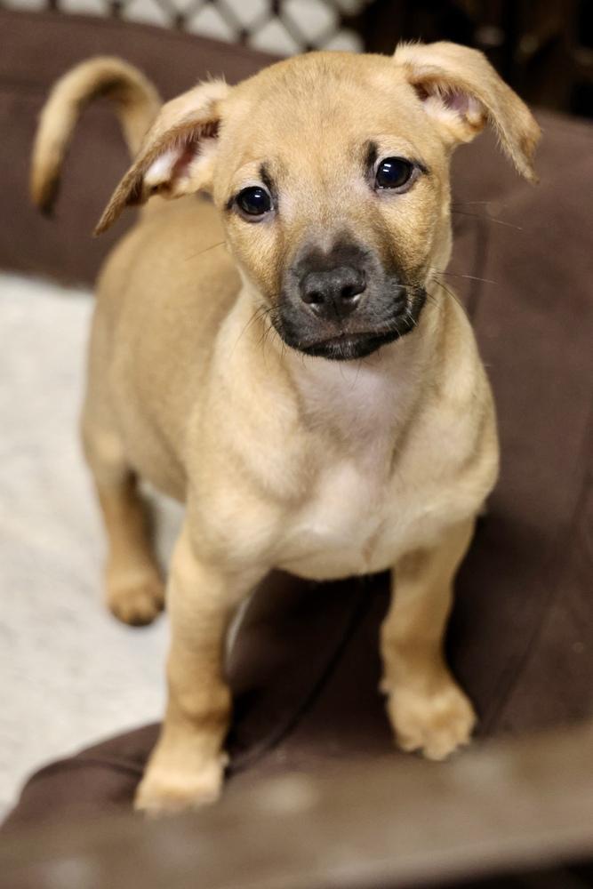 Enlarge Tacoma, a Adoptable mixed breed in TUCSON, AZ image 2/3